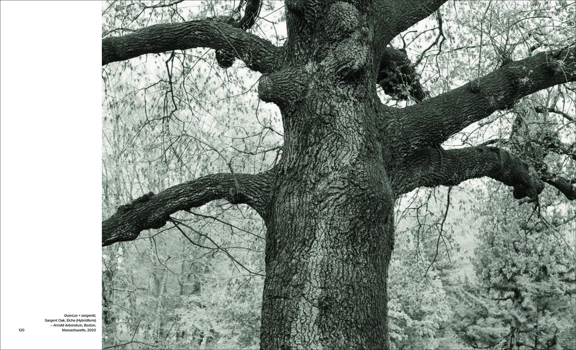 Olmsted Trees