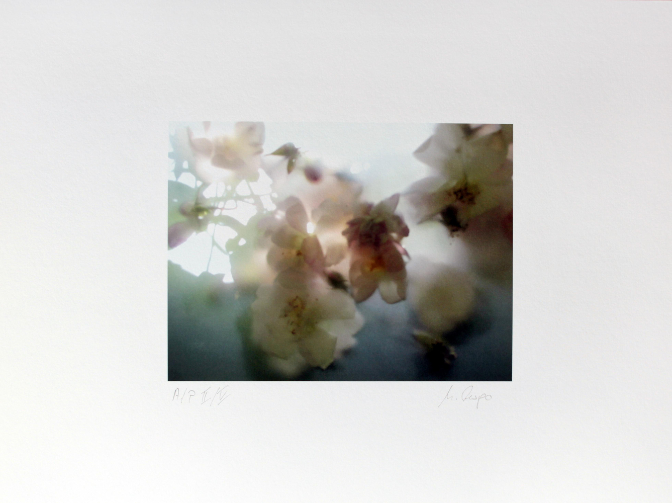 Garten Photography