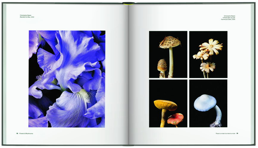 Flowers & Mushrooms