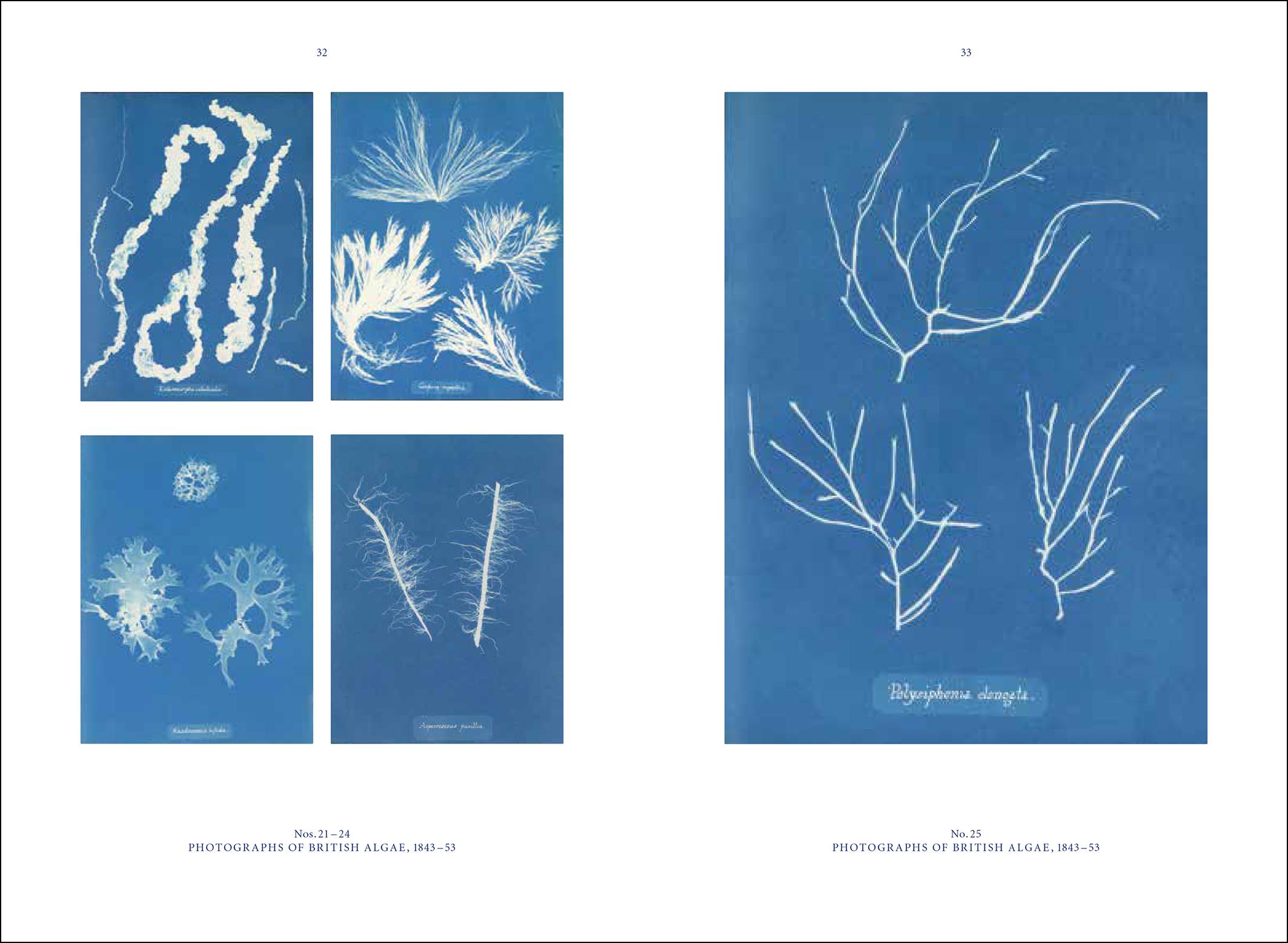 Anna Atkins