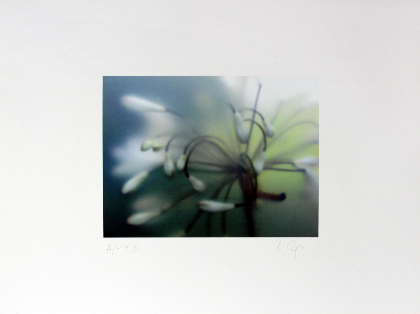 Garten Photography
